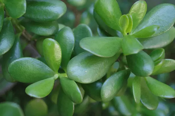 Planta Jade