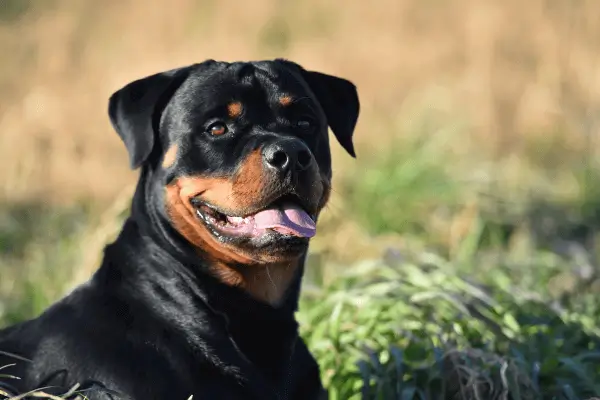 Rottweiler