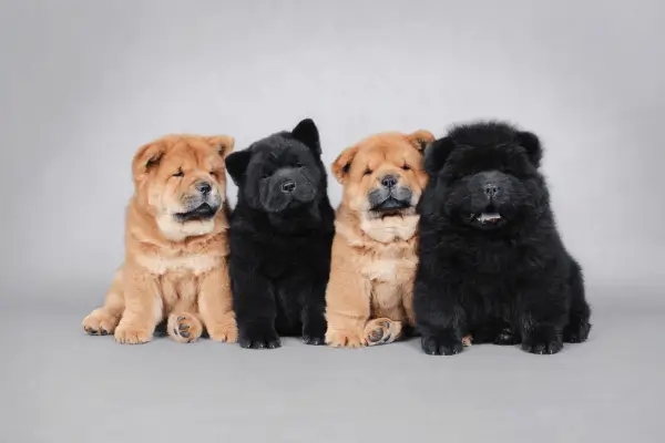 Chow Chow