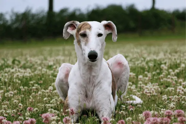 Galgo Inglês