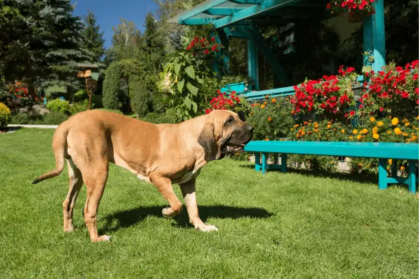 Fila Brasileiro